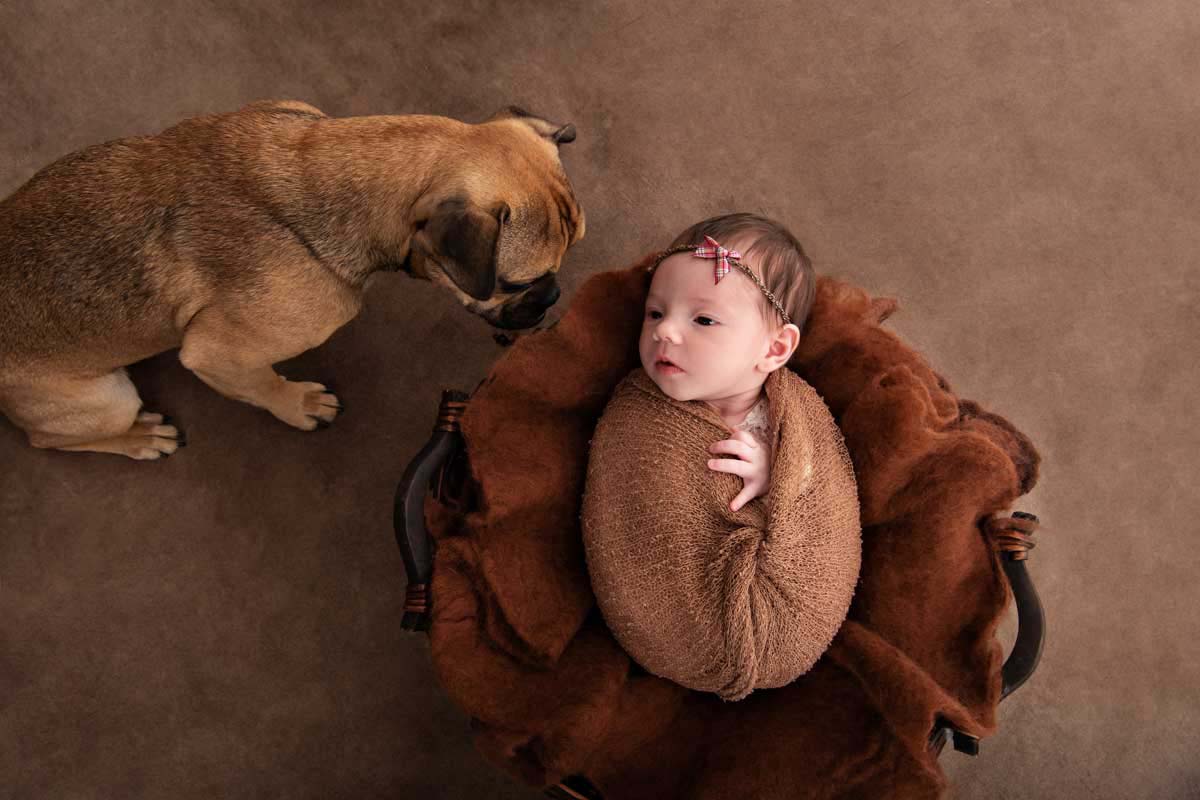 neugeborenenshooting-mit-kleine-hund-Berlin-Fotostudio